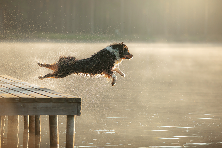 Cachorro peludo se jogando na água