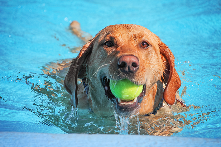 Cachorro sabe nadar e ainda busca a bolinha na piscina