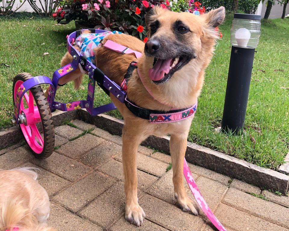 Dafne cadeira de rodas para cachorro