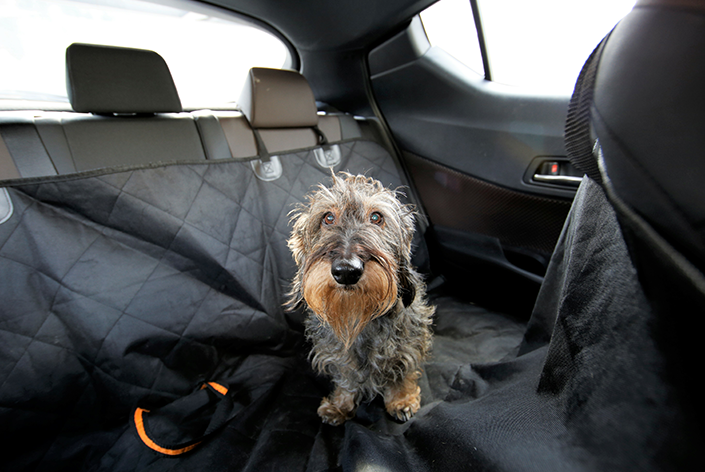 Cachorro peludo sentado na capa de carro