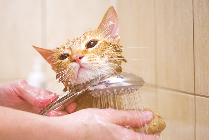 dicas para dar banho em gato