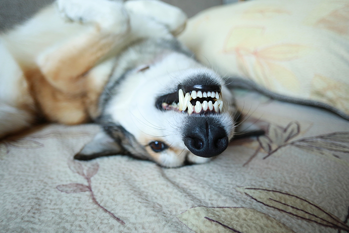 cachorro depois de escovar os dentes