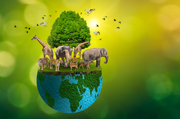A importância do Dia Mundial do Meio Ambiente