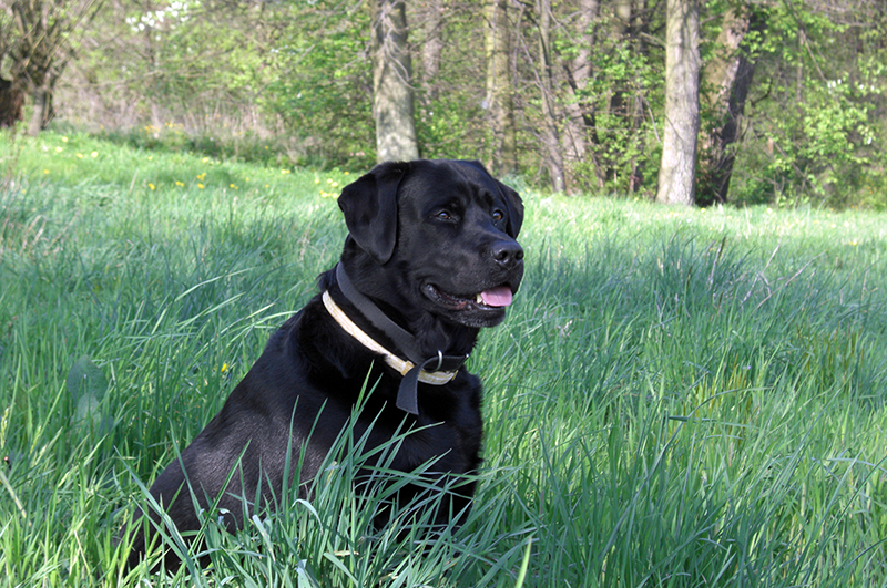 um cachorro preto com uma coleira antipulgas no meio da grama