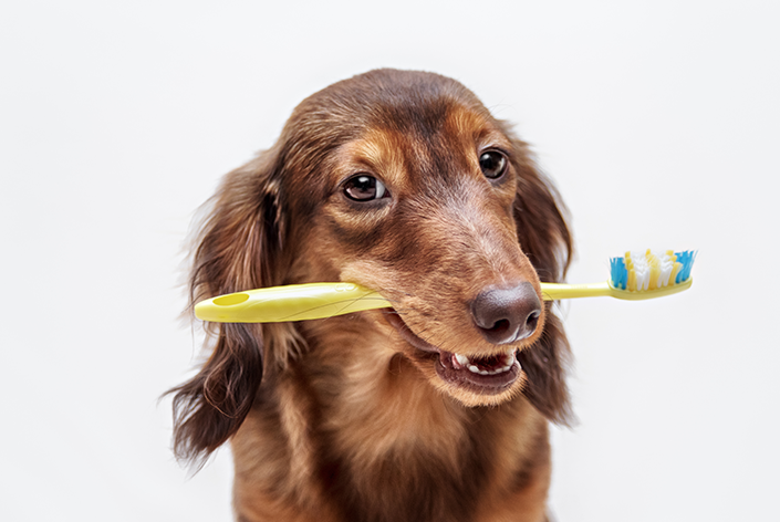 cachorro esperando para escovar os dentes