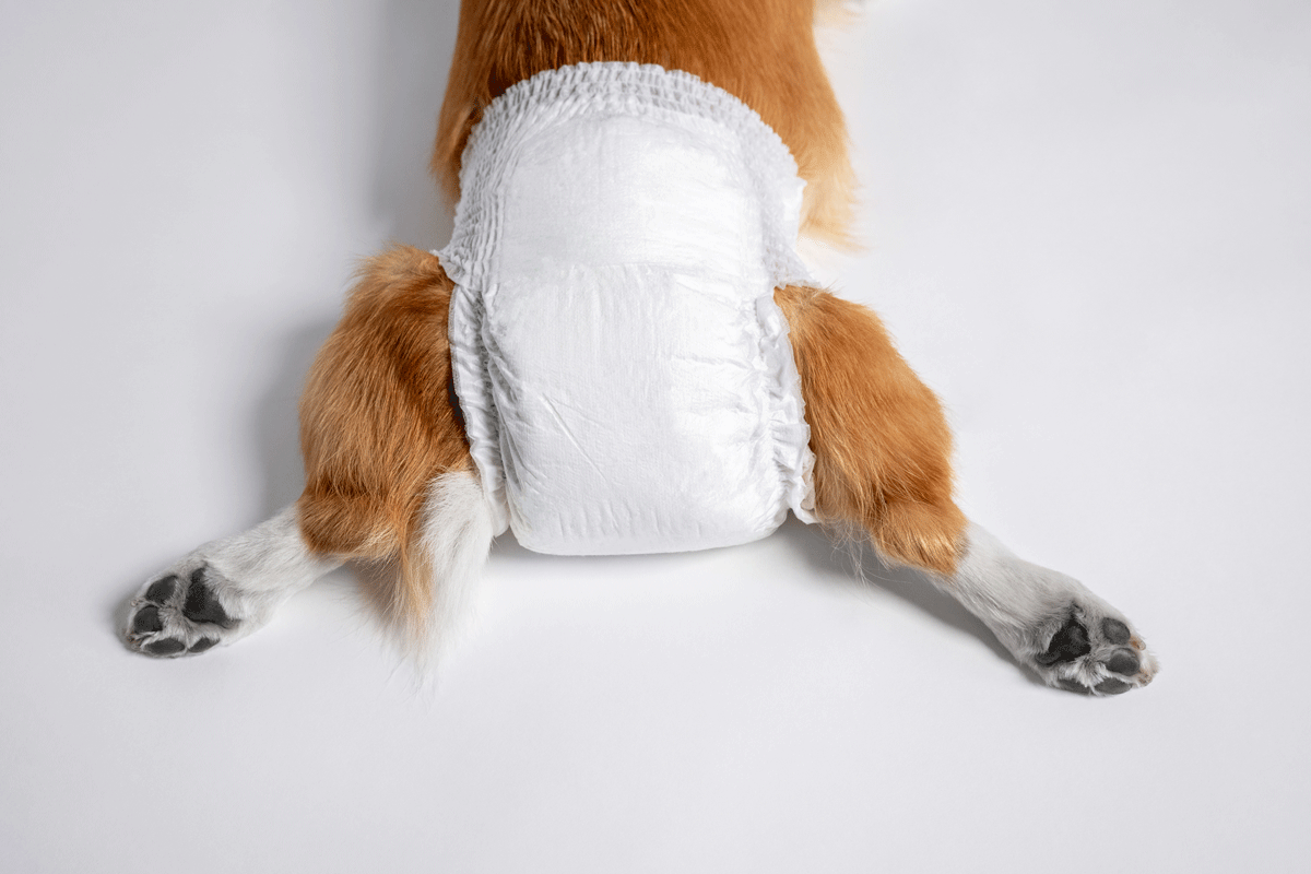 Franda para cachorro deficiente caramelo com patas brancas