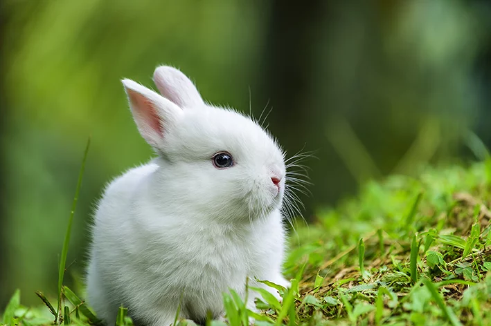 Características do mini coelho