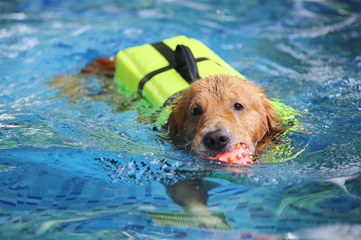 Como garantir a segurança do cachorro na piscina inflável