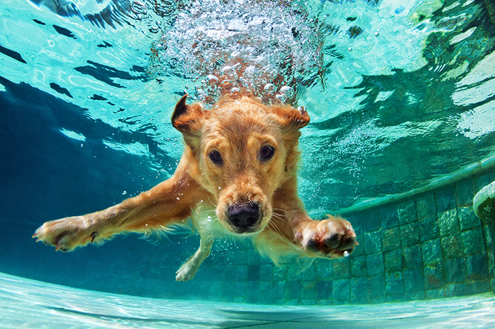 cachorro Golden mergulhando na piscina