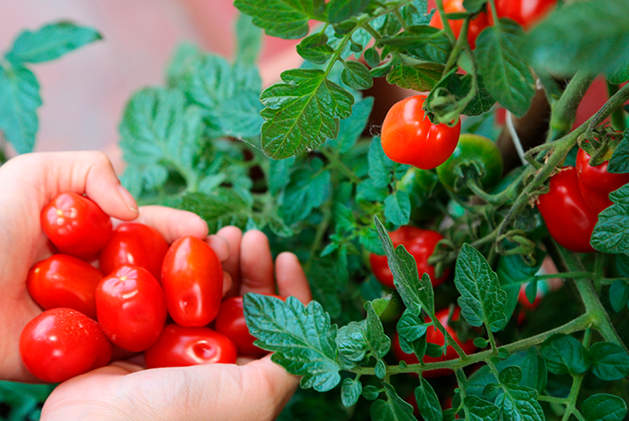 como plantar tomate cereja