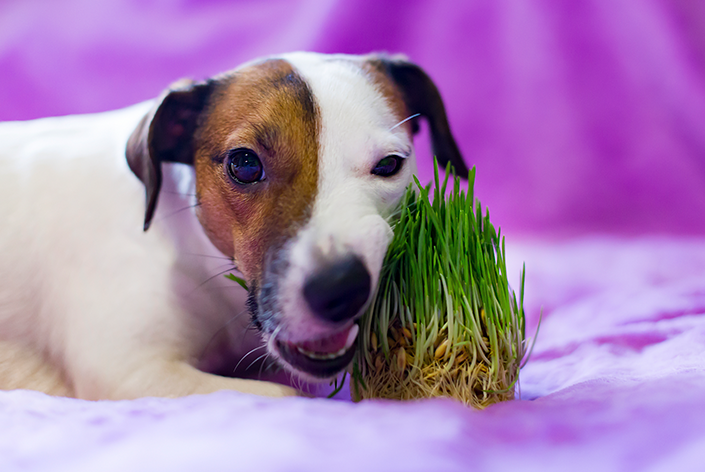 um cachorro come grama deitado no chão