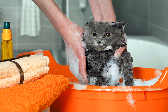 Gatos odeiam tomar banho