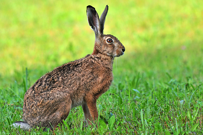 Características do corpo do coelho e da lebre