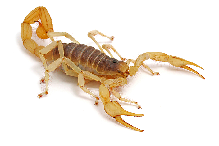 escorpião é considerado animal mais perigoso do mundo