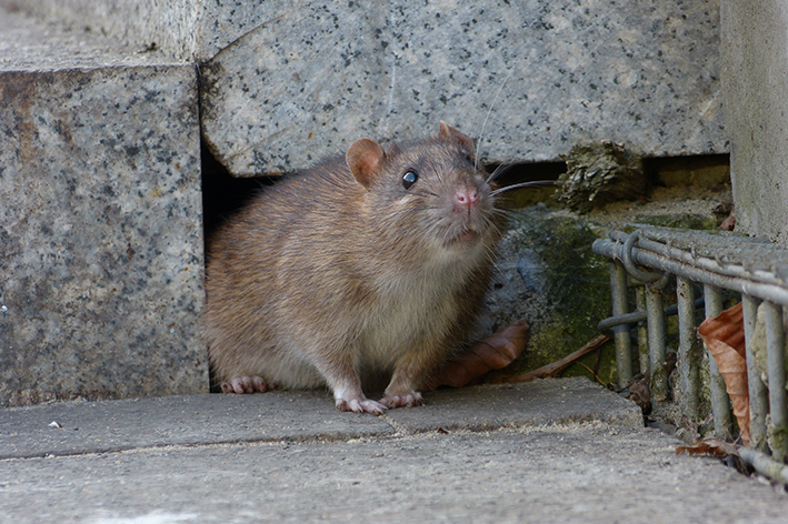 Como evitar a presença indesejada de ratos