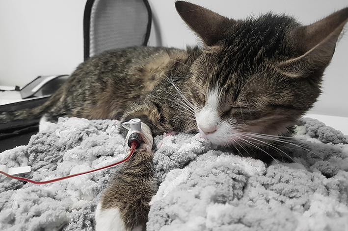 Transfusão de sangue em gatos