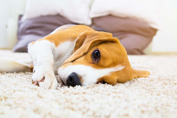 Cachorro da raça Beagle deitado em tapete