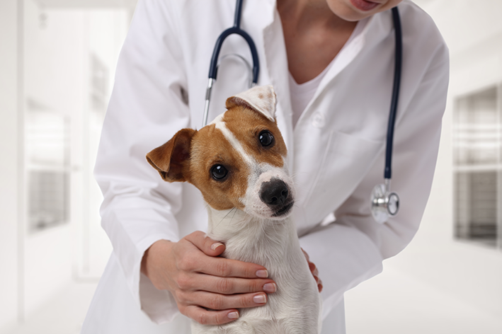 Caso identifique que o cachorro não está bem: já para o veterinário