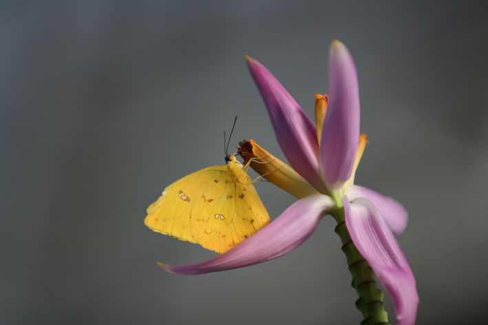 Borboleta-amarela (Phoebis philea philea)