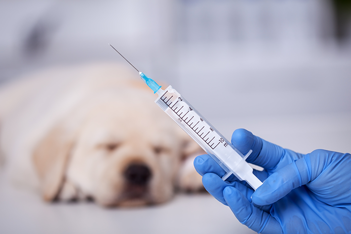cachorro tomando vacina