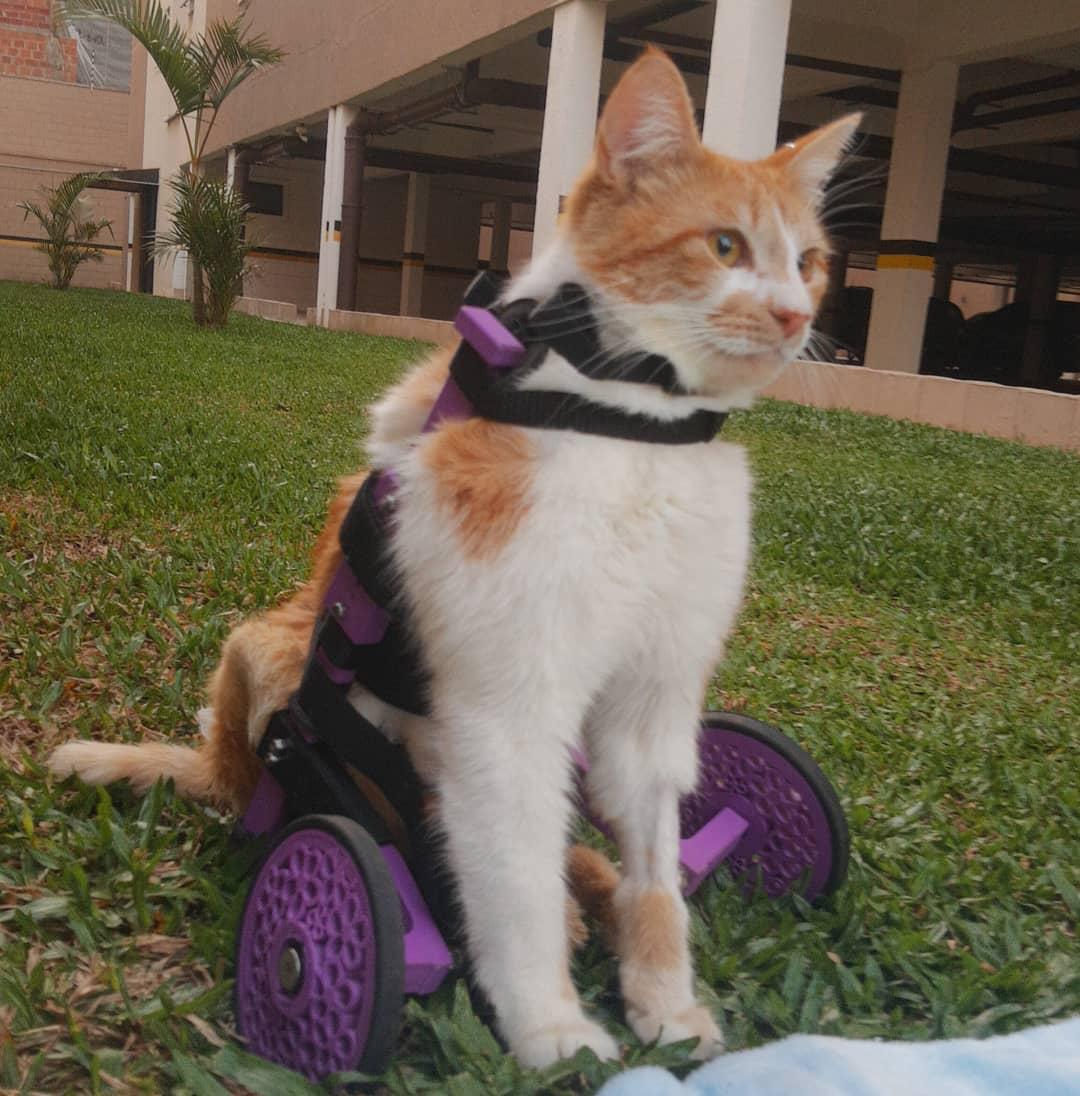Gato com paralisia na cadeira de rodas