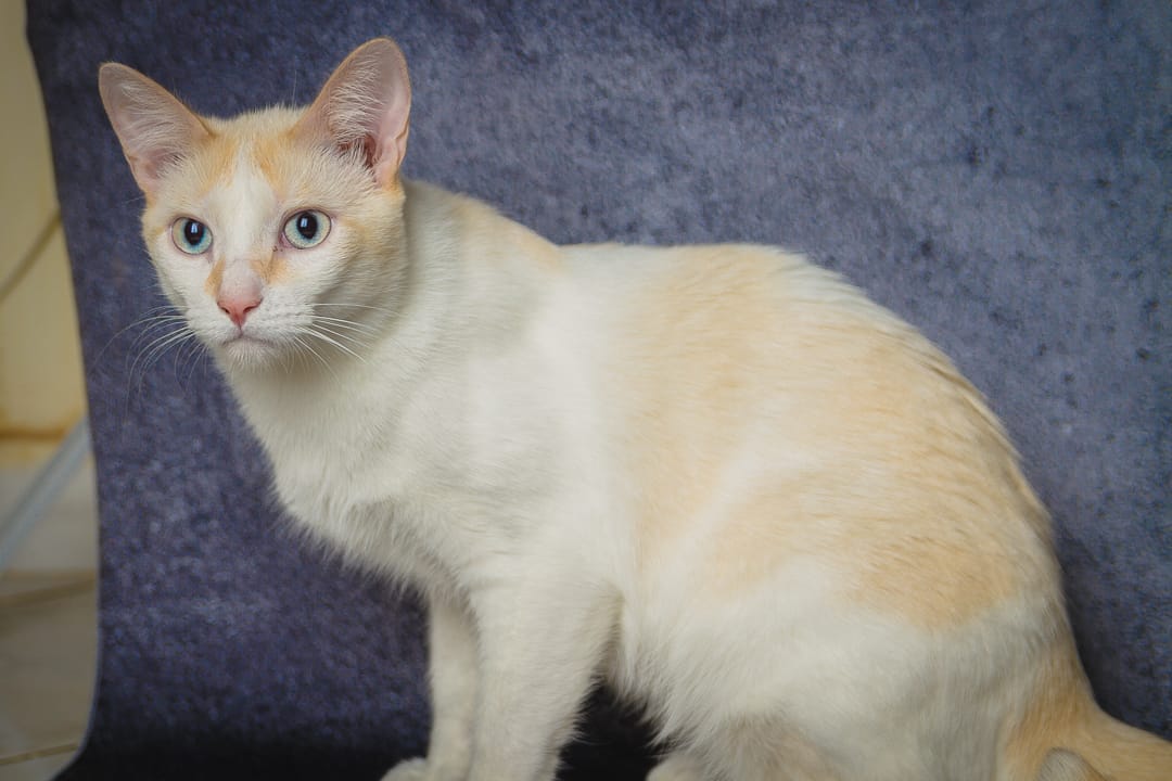 Bobi é um gato branco e é um dos disponíveis para adoção de animais deficientes