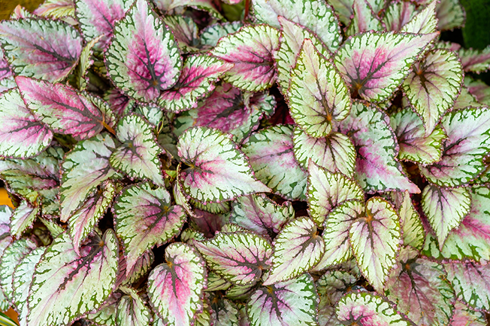 Folhas de begônia roseadas no centro