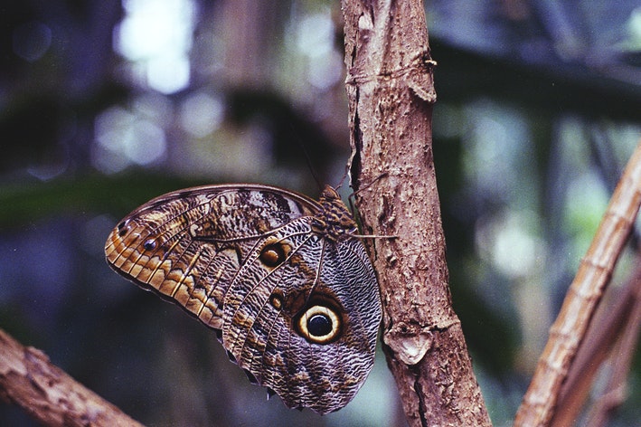 borboleta coruja em um tronco