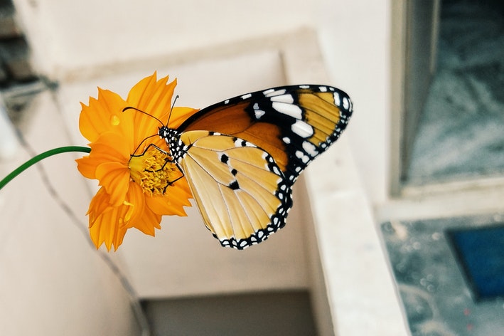 borboleta em uma flor