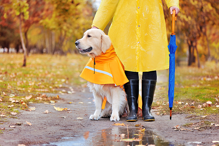 Tipos de capa de chuva para cachorro