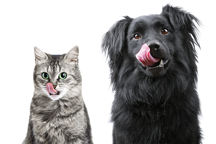 gato cinza e cachorro preto com a língua de fora porque adoram mix feeding