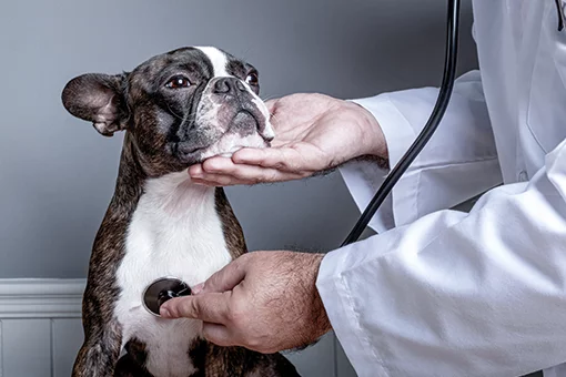 veterinário fazendo exame de cardiopatia em cães
