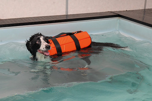 animal fazendo fisioterapia para cachorro na piscina