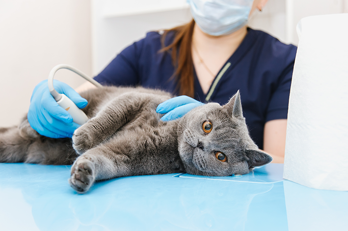 veterinário examinando se a gata está prenha