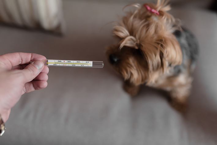 termometro que mostra que cachorro está com febre