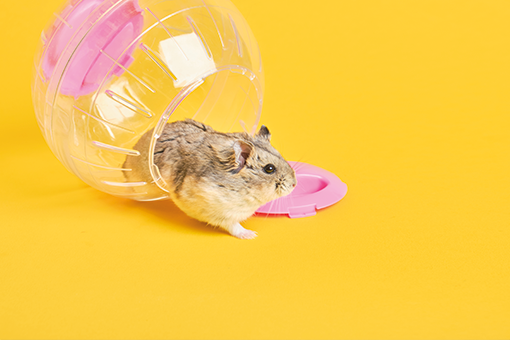 roedor saindo de um globo para hamster