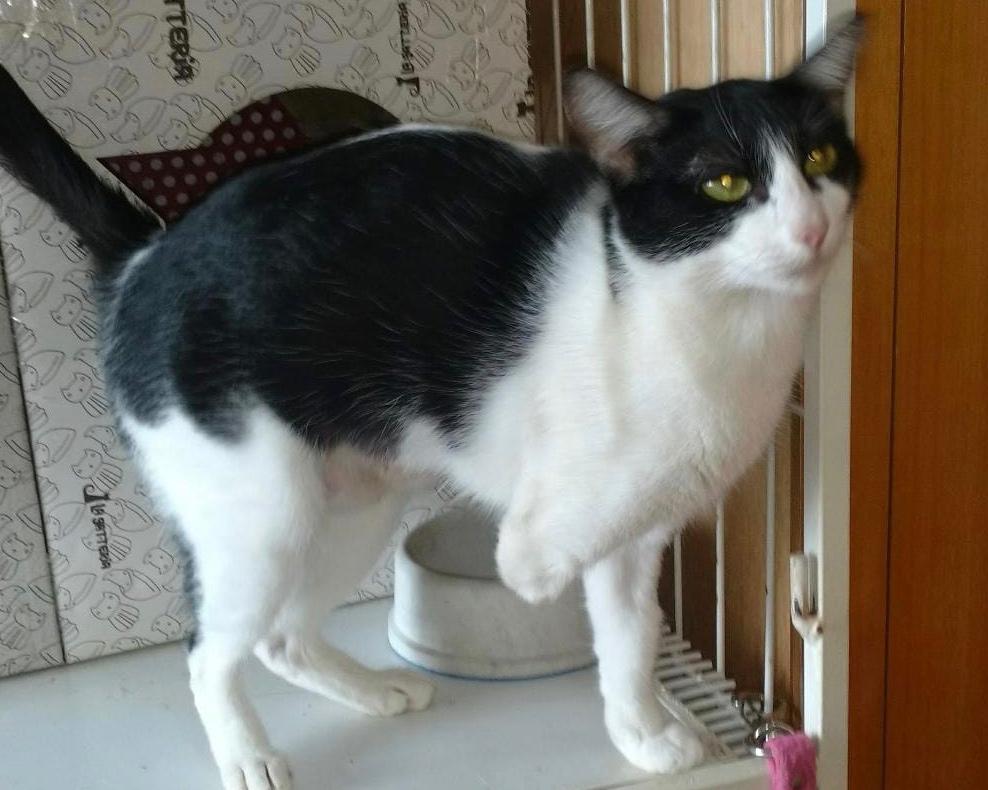 Cotoca é uma gata preta e branca que está para adoção de animais especiais