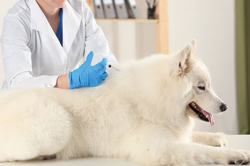veterinária medicando diabetes em cachorro