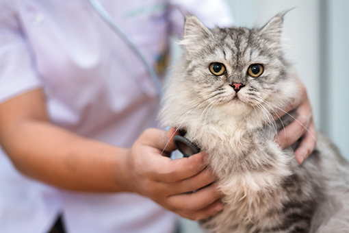 veterinário examinando doença cardíaca em gatos