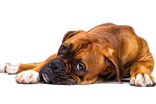 sintomas da gastroenterite em cães