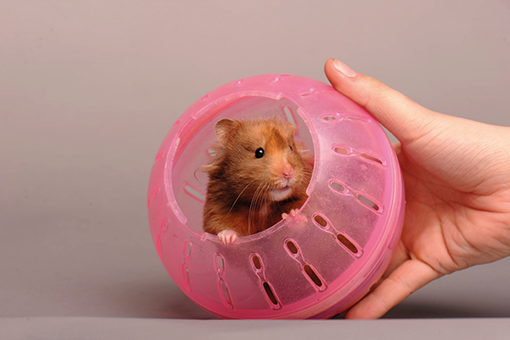 pet dentro de um globo para hamster