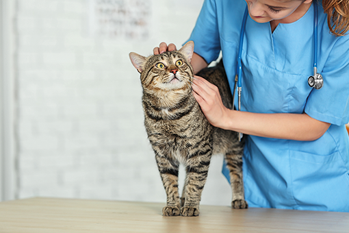veterinário tratando insuficiência renal em gatos