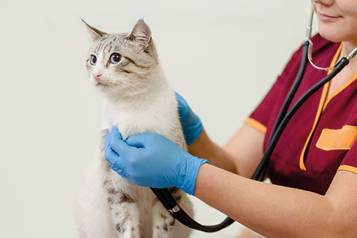 pet com sintomas de doença cardíaca em gatos FIV e felv
