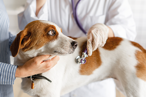 um pet que apresenta doença hepática em cães