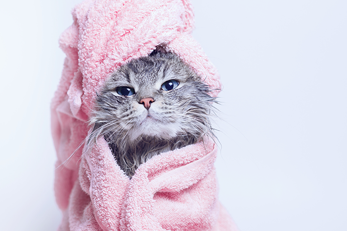 Gato de banho tomado e toalha rosa na cabeça