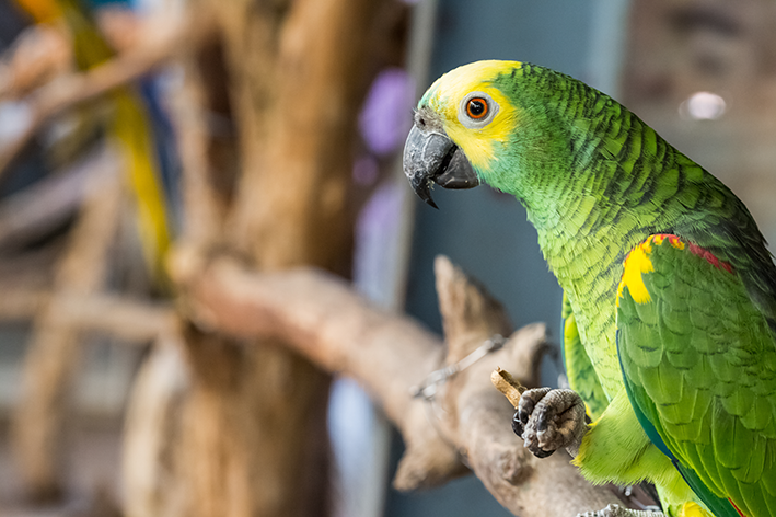 Papagaio que fala: descubra as espécies que se comunicam - Blog Cobasi