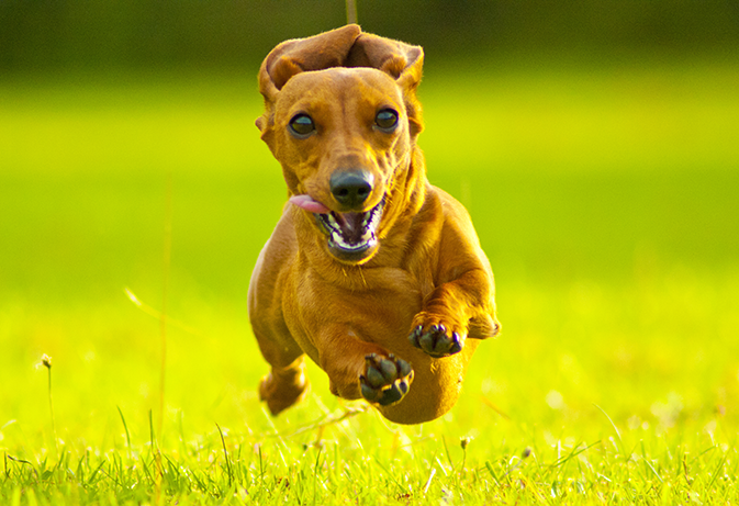 Cachorro correndo em campo verde