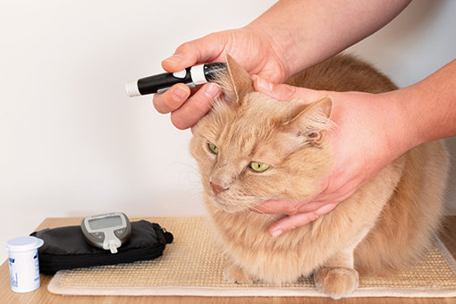 veterinária medicando diabetes em gato