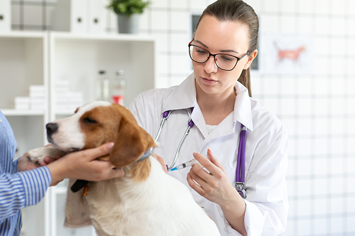 vacina-para-cachorro