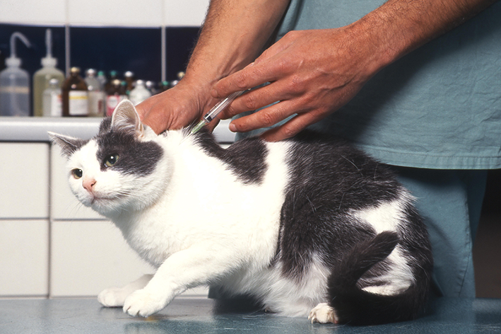 gato sendo vacinado